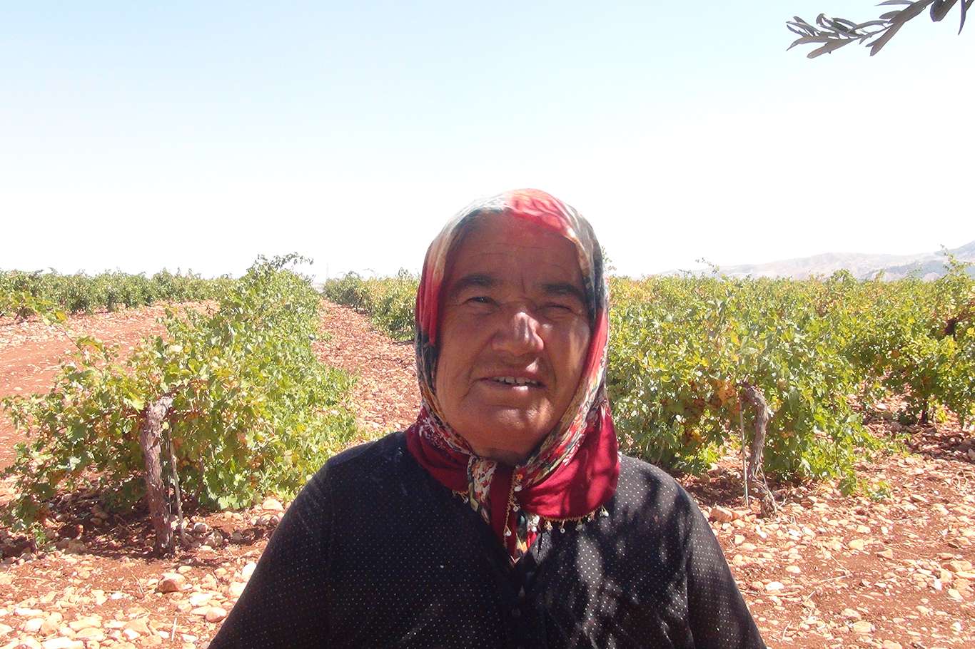 Üzümün pekmez ve pestil olma yolculuğu başladı